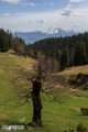 Bavarian Foothills Of The Alps (23)