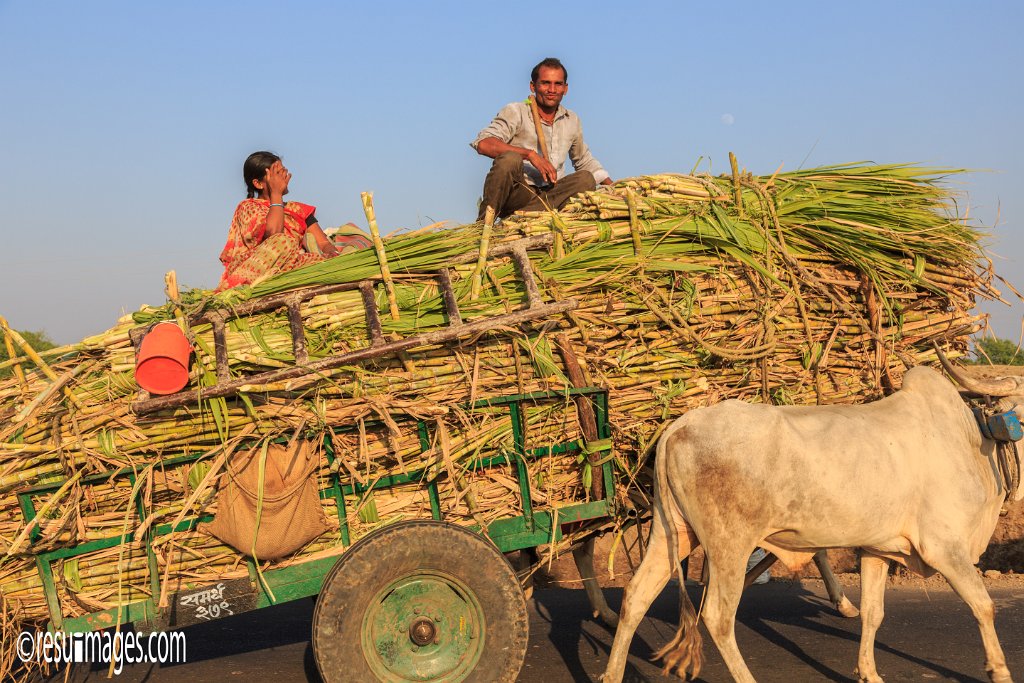 IN_2018_132.jpg - Sugarcane Harvest