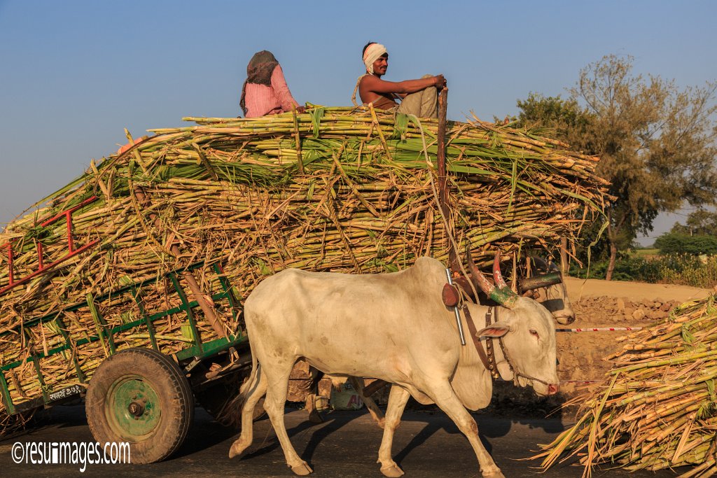 IN_2018_139.jpg - Sugarcane Harvest