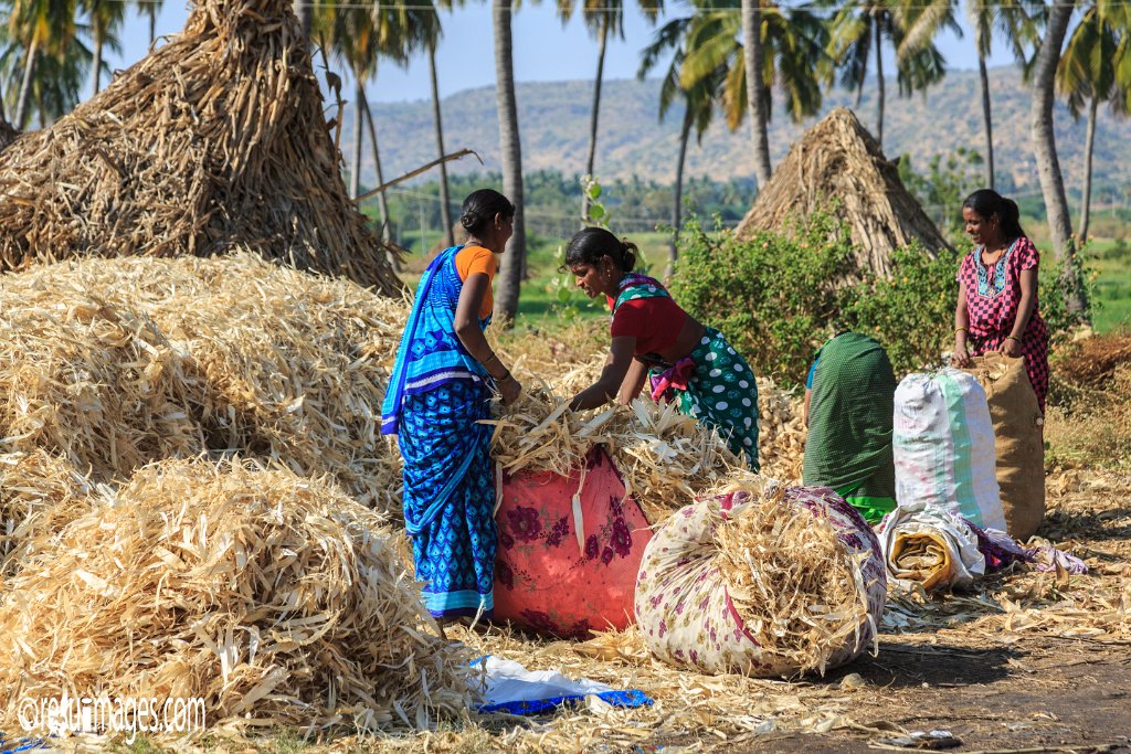 IN_2018_188.jpg - Corn Harvest Pattadakal