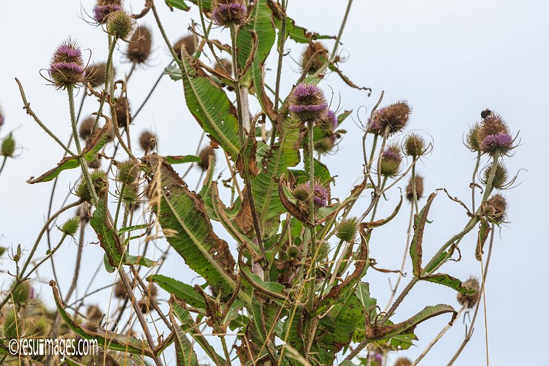 cw_167.jpg - Isle of Wight