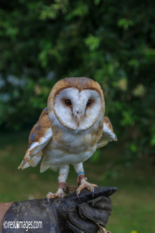 iow_183.jpg - Isle of Wight