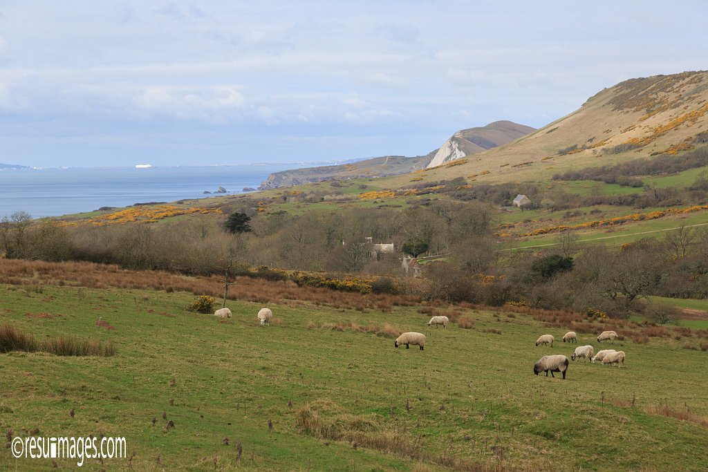 ds_026.jpg - Dorset, England