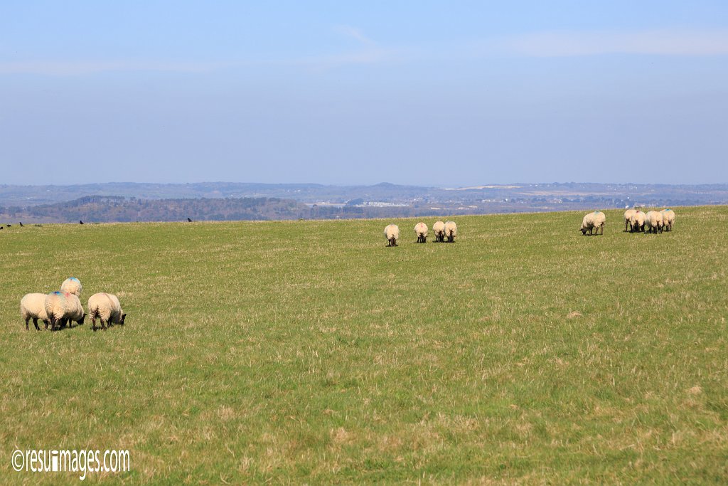 ds_275.jpg - Dorset, England