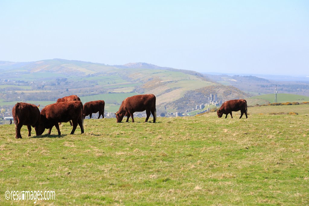 ds_276.jpg - Dorset, England