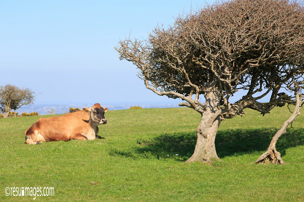 ds_278.jpg - Dorset, England