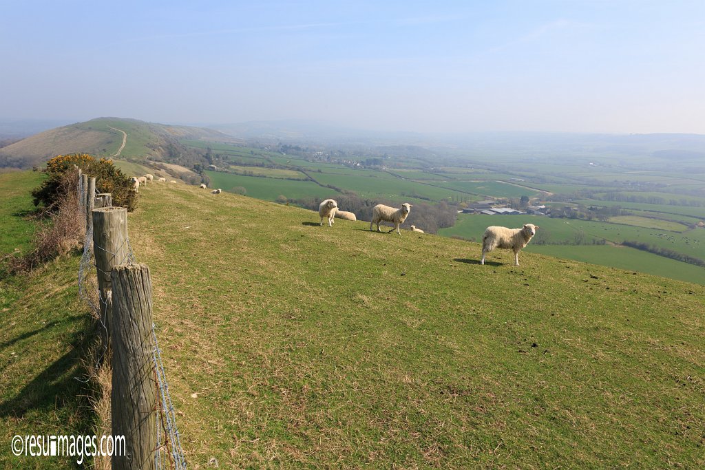 ds_341.jpg - Dorset, England