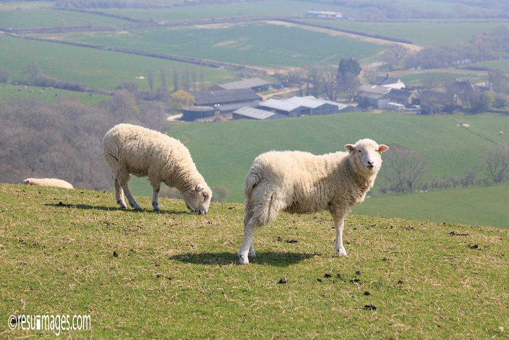 ds_343.jpg - Dorset, England