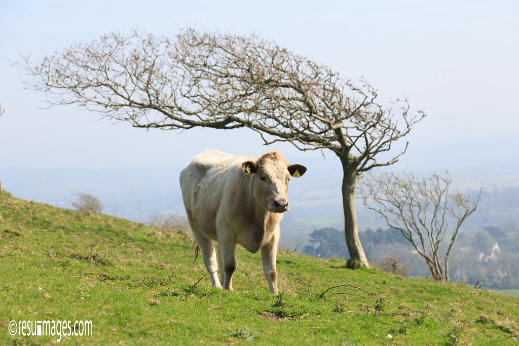 ds_353.jpg - Dorset, England