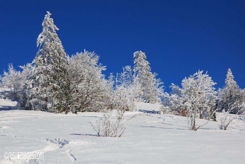 FDB_092.jpg - Black Forest