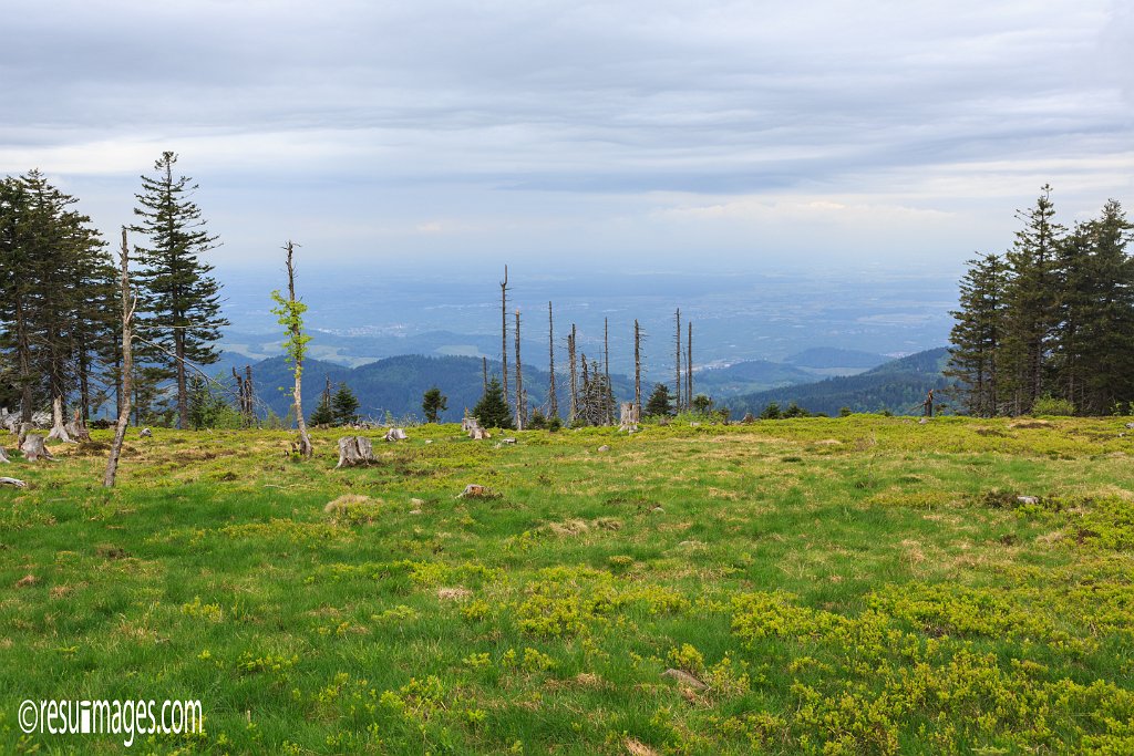 BF_030.jpg - Schwarzwald