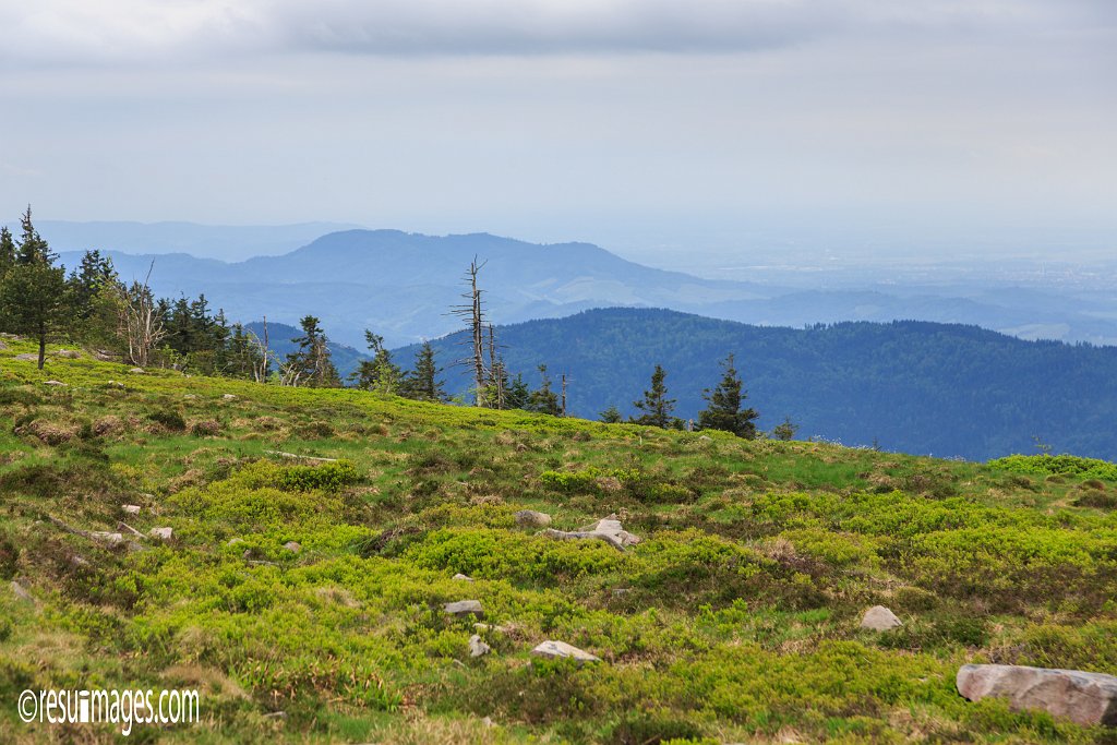 BF_032.jpg - Schwarzwald