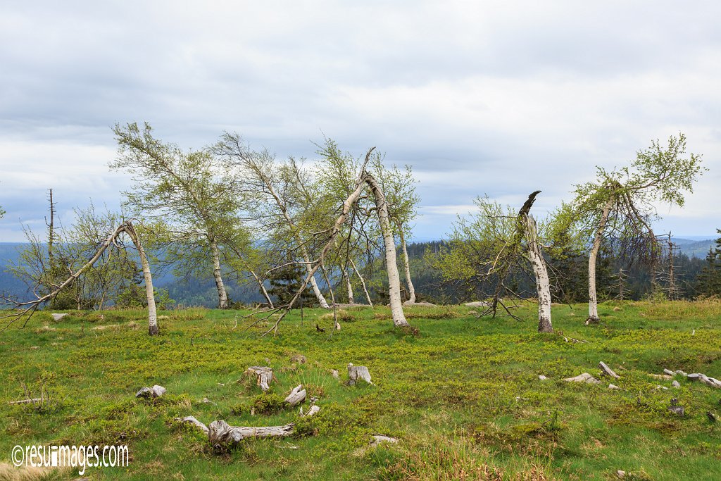 BF_048.jpg - Schwarzwald