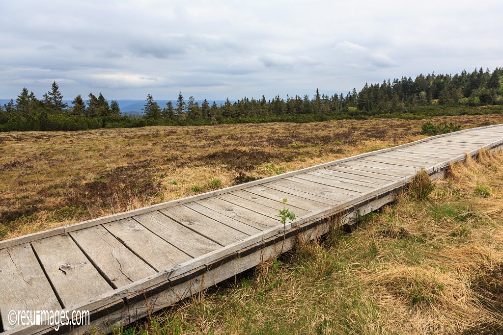 BF_073.jpg - Hornisgrinde | Schwarzwald