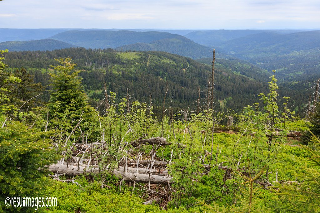 BF_081.jpg - Schwarzwald