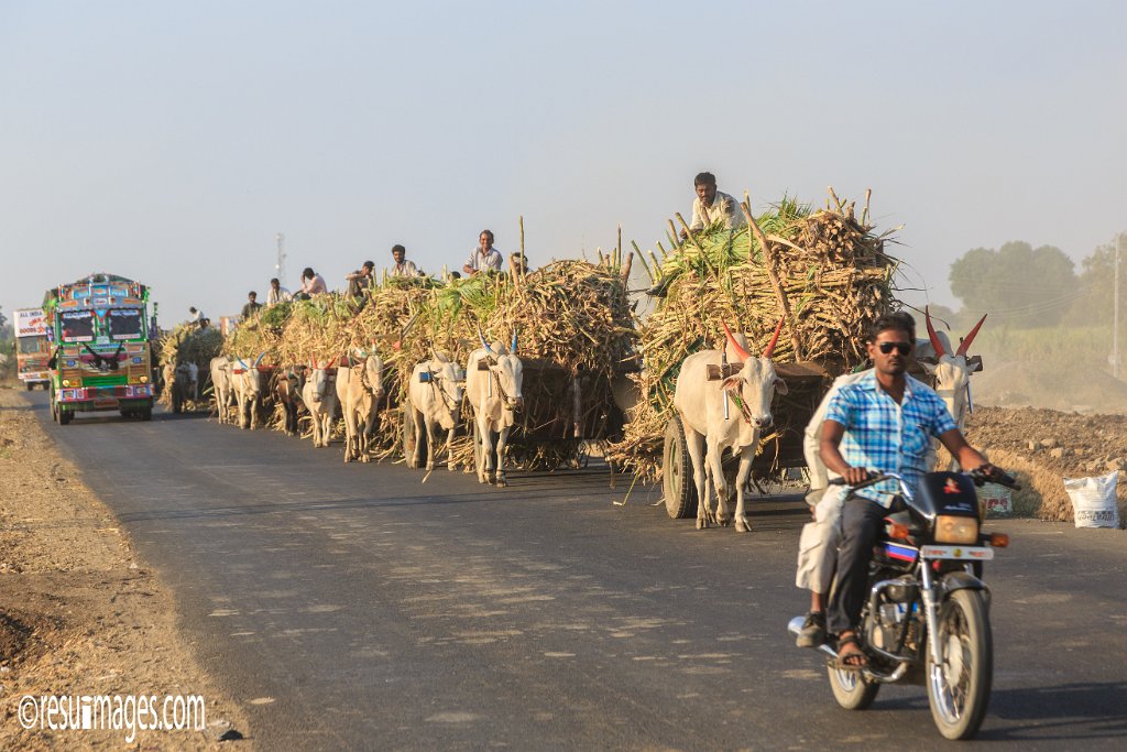 IN_2018_130.jpg - Sugarcane Harvest