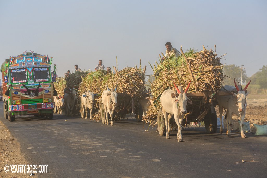 IN_2018_131.jpg - Sugarcane Harvest