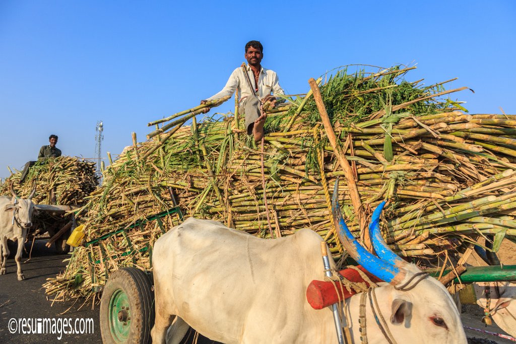 IN_2018_135.jpg - Sugarcane Harvest