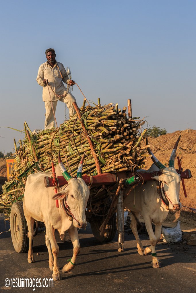 IN_2018_136.jpg - Sugarcane Harvest