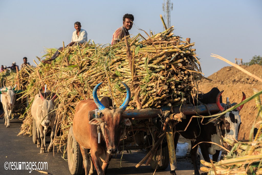 IN_2018_137.jpg - Sugarcane Harvest