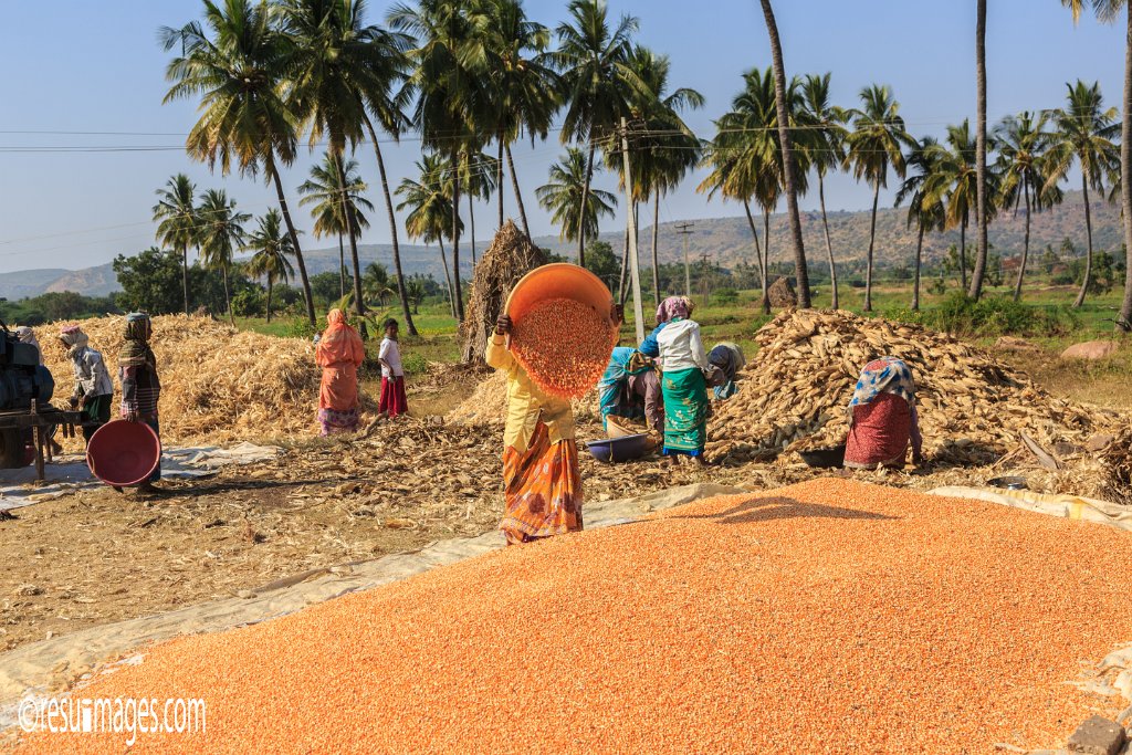 IN_2018_183.jpg - Corn Harvest Pattadakal