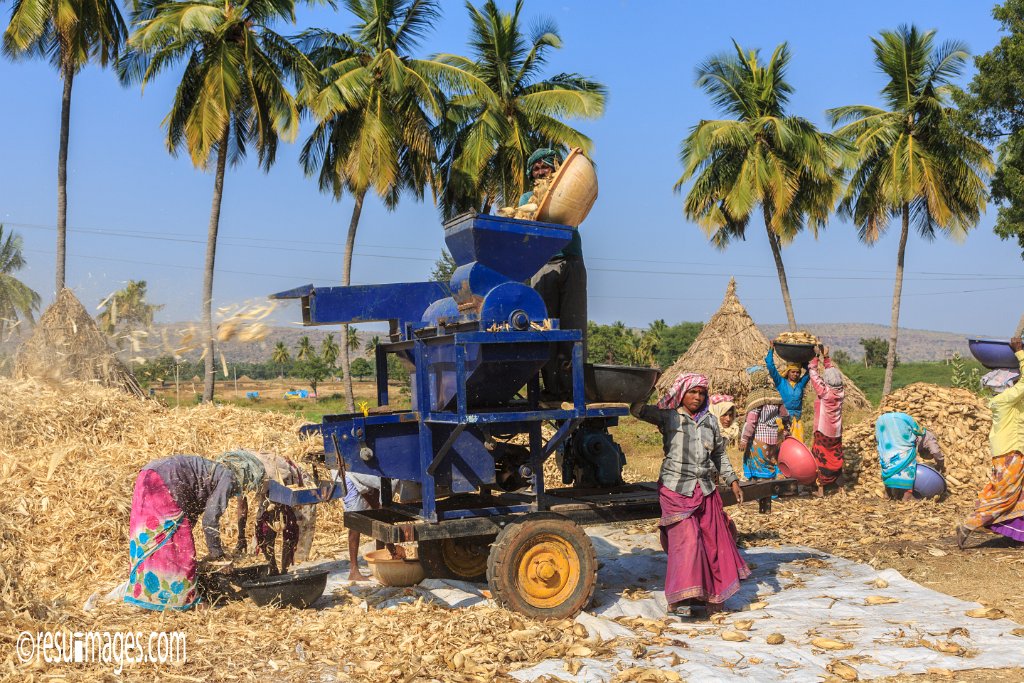IN_2018_184.jpg - Corn Harvest Pattadakal