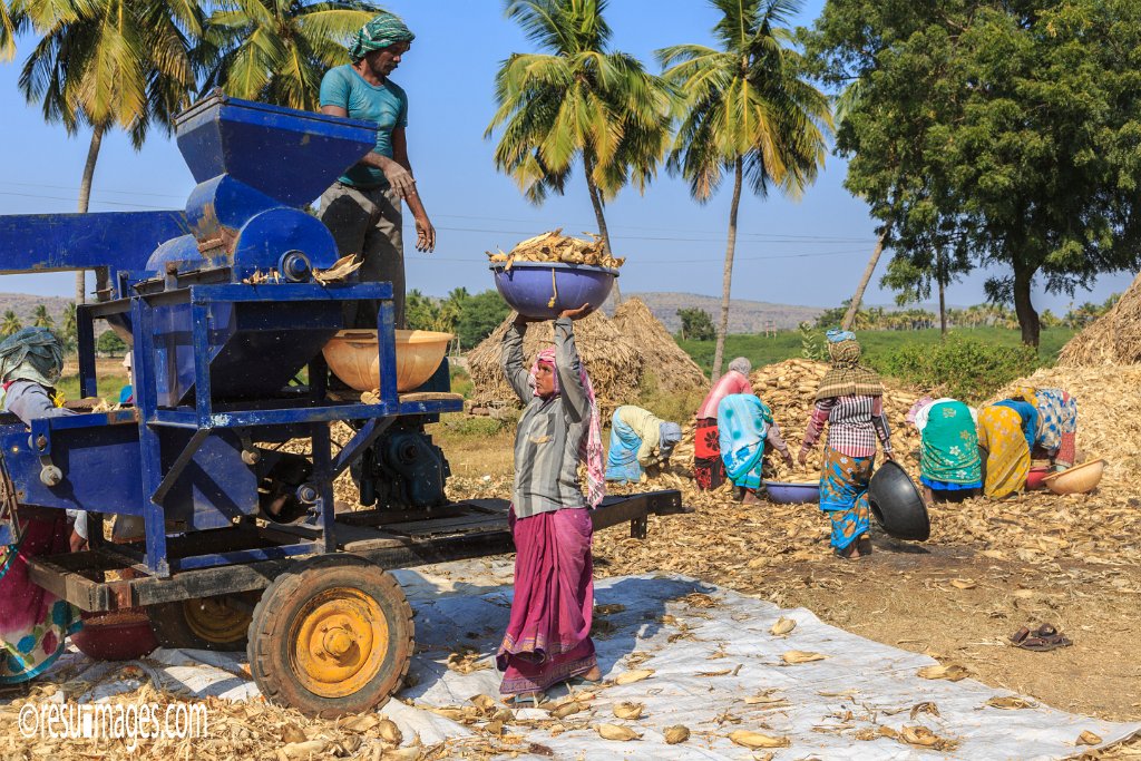 IN_2018_185.jpg - Corn Harvest Pattadakal