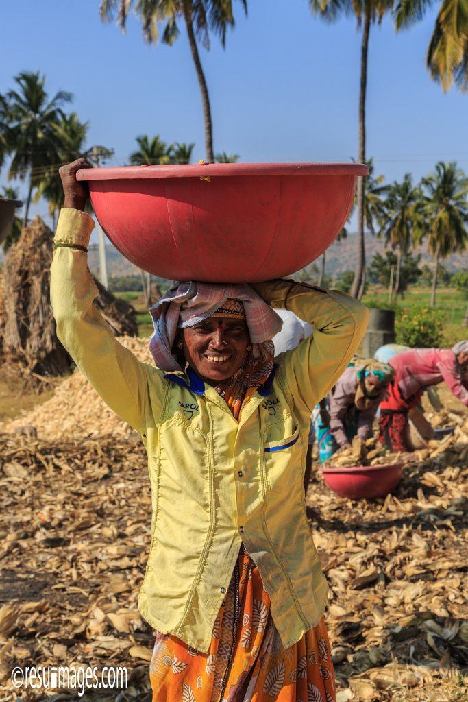 IN_2018_186.jpg - Corn Harvest Pattadakal