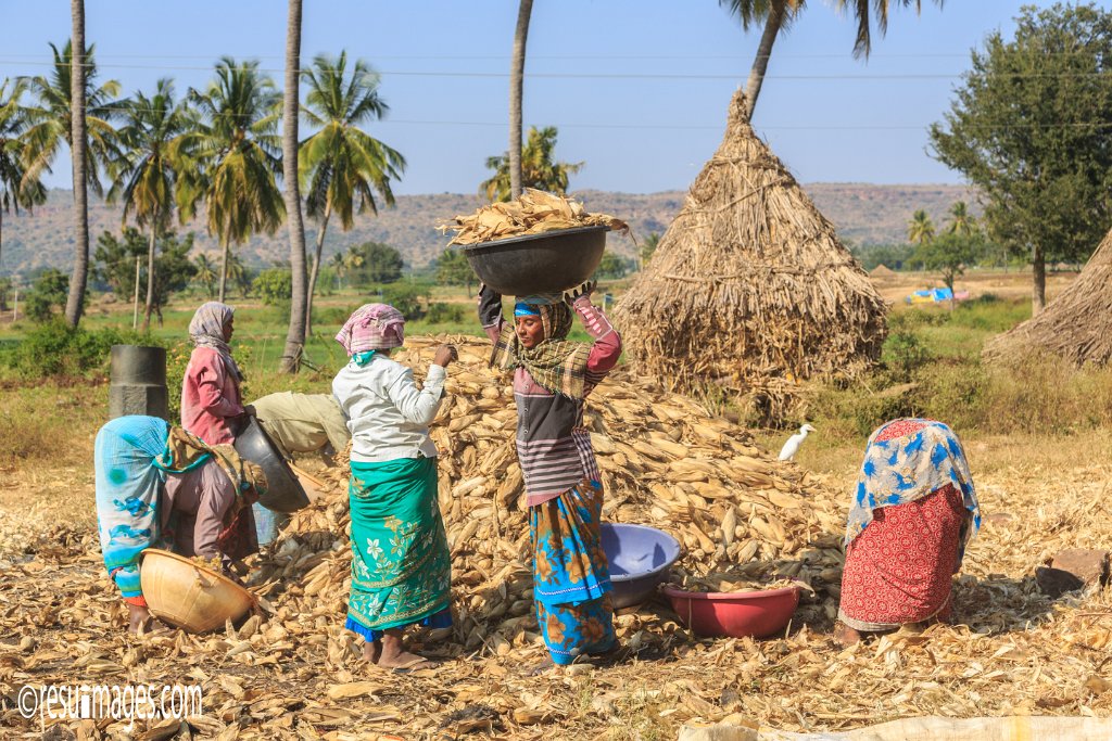 IN_2018_187.jpg - Corn Harvest Pattadakal