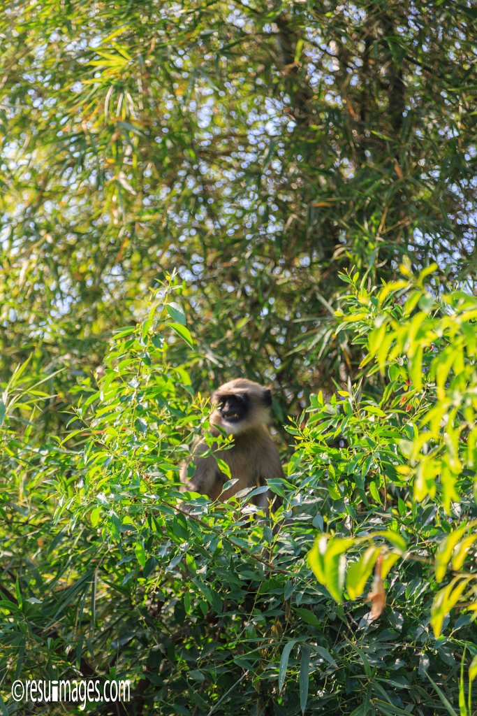 IN_2018_429.jpg - Rajarampet