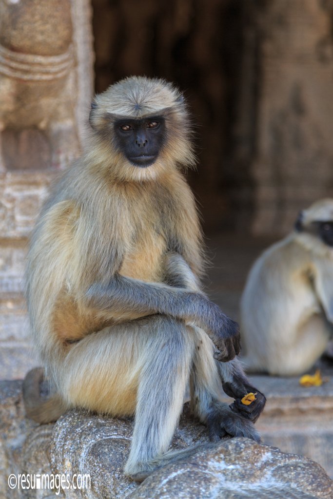 IN_2018_548.jpg - Hampi