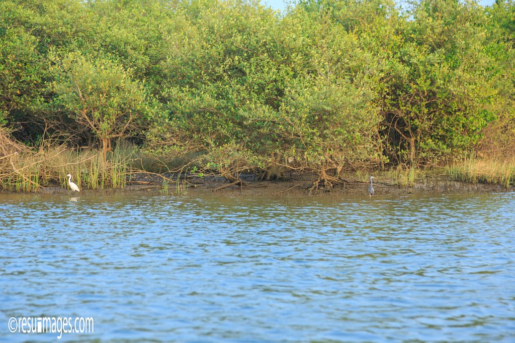 IN_2018_798.jpg - Malvan