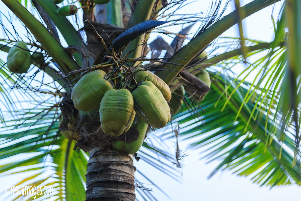 IN_2018_829.jpg - Devbag