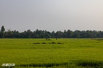 Kambodscha (39)