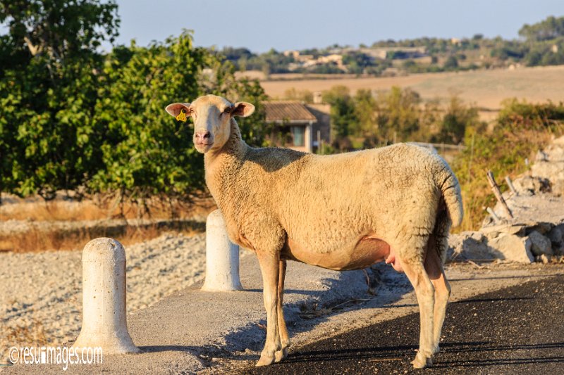 ma_052.jpg - Mallorca 2016