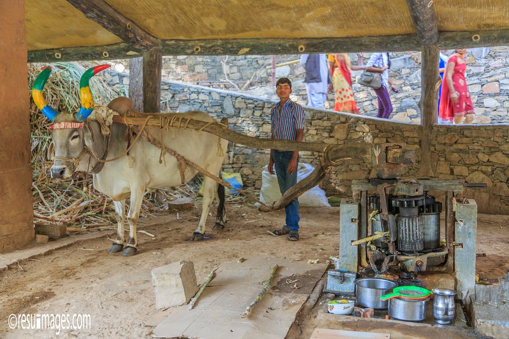 RJ_1463.jpg - Balicha, Rajasthan