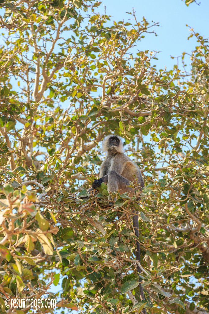 RJ_1306.jpg - Chittaurgarh, Rajasthan