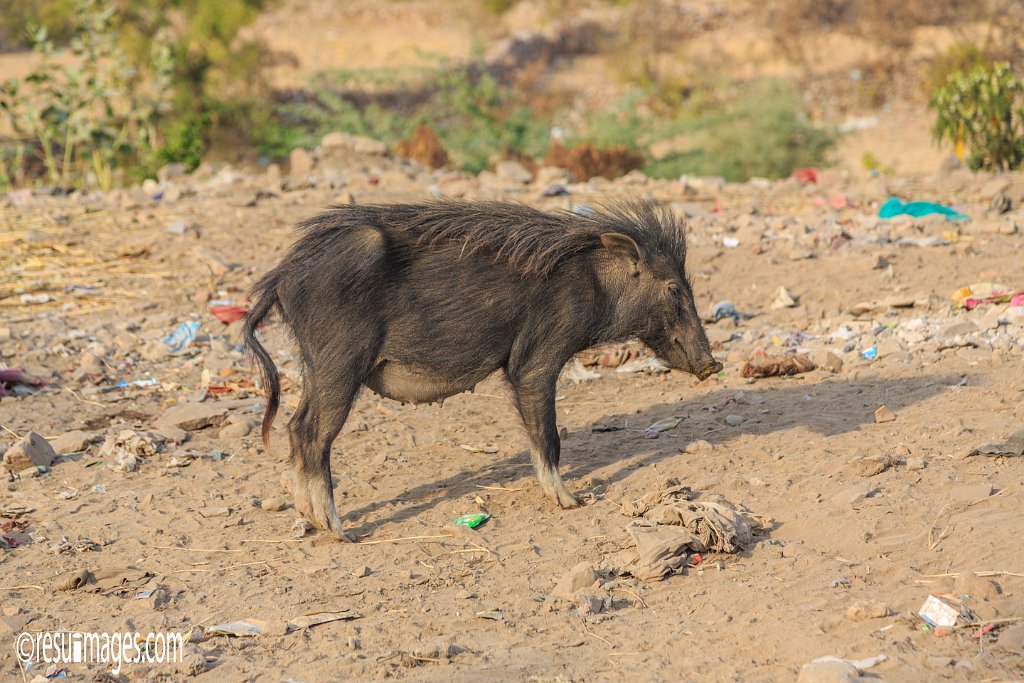 RJ_1340.jpg - Chittaurgarh, Rajasthan