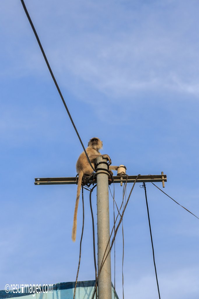 RJ_1346.jpg - Chittaurgarh, Rajasthan