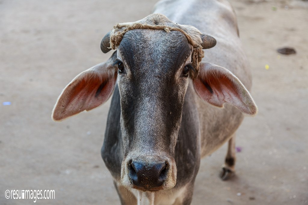 RJ_139.jpg - Amar Sagar Pol, Rajasthan
