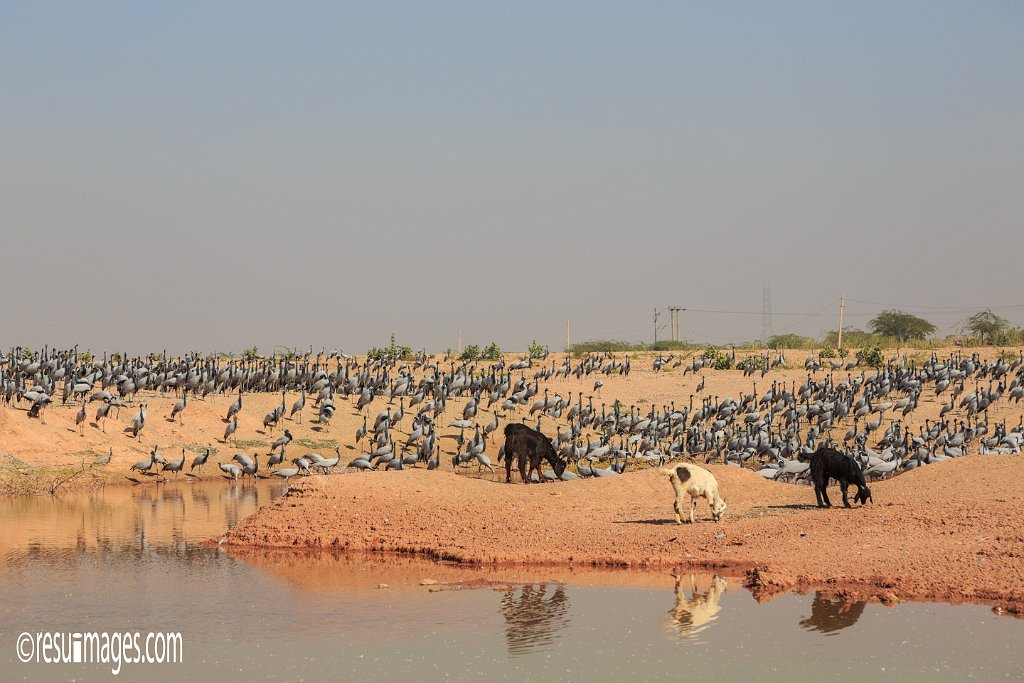 RJ_426.jpg - Khichan, Rajasthan