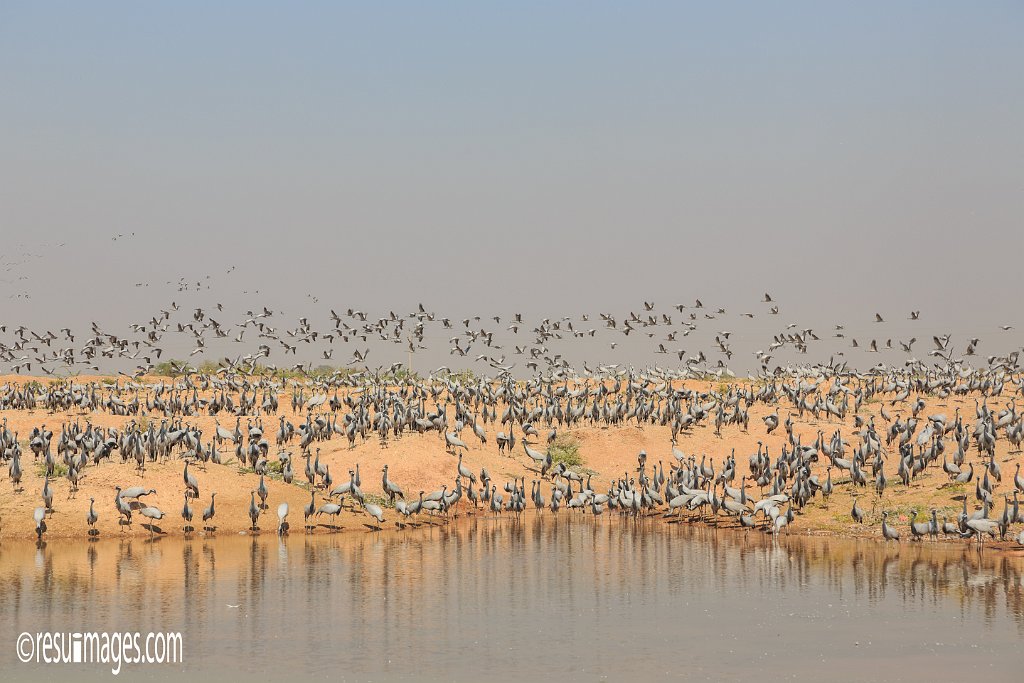 RJ_428.jpg - Khichan, Rajasthan