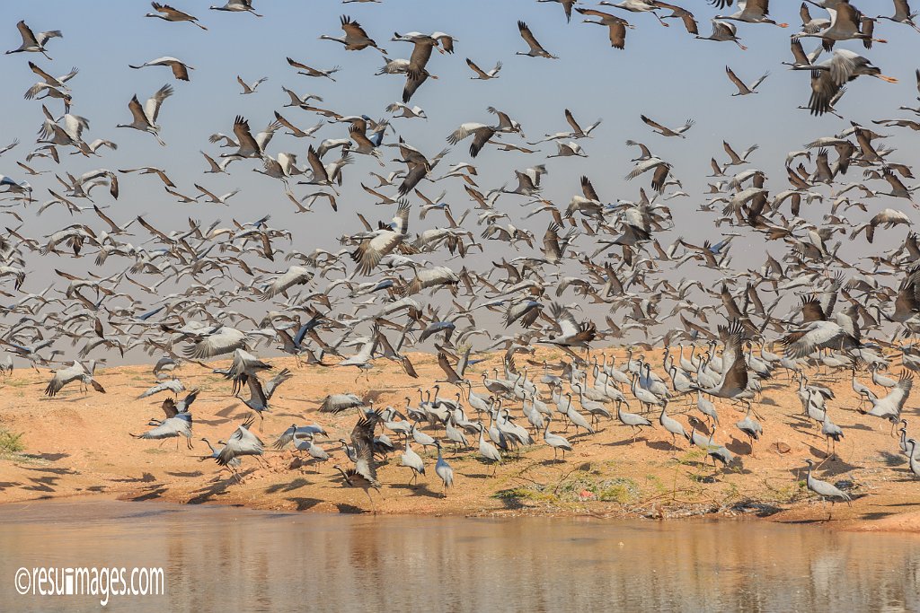 RJ_429.jpg - Khichan, Rajasthan