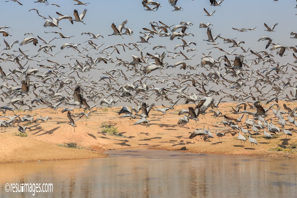 RJ_430.jpg - Khichan, Rajasthan