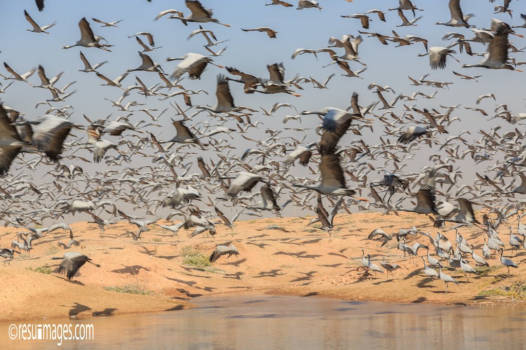 RJ_431.jpg - Khichan, Rajasthan