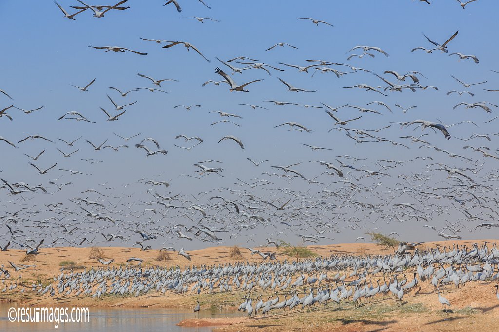 RJ_439.jpg - Khichan, Rajasthan