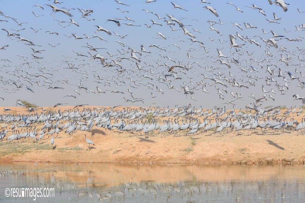 RJ_440.jpg - Khichan, Rajasthan