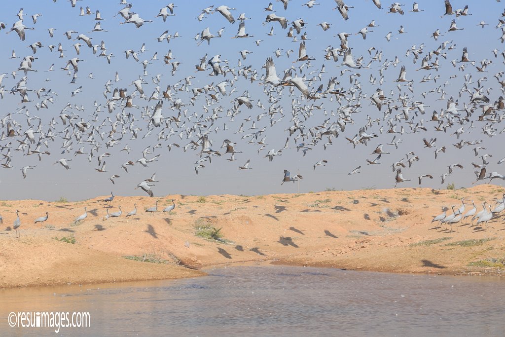 RJ_441.jpg - Khichan, Rajasthan