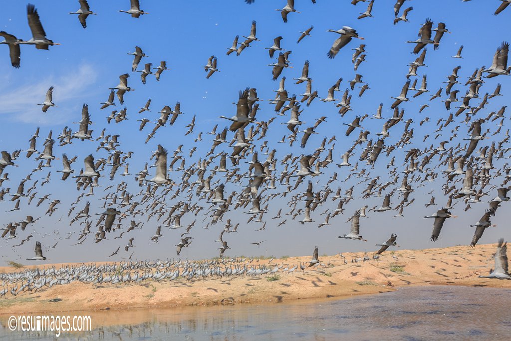 RJ_445.jpg - Khichan, Rajasthan