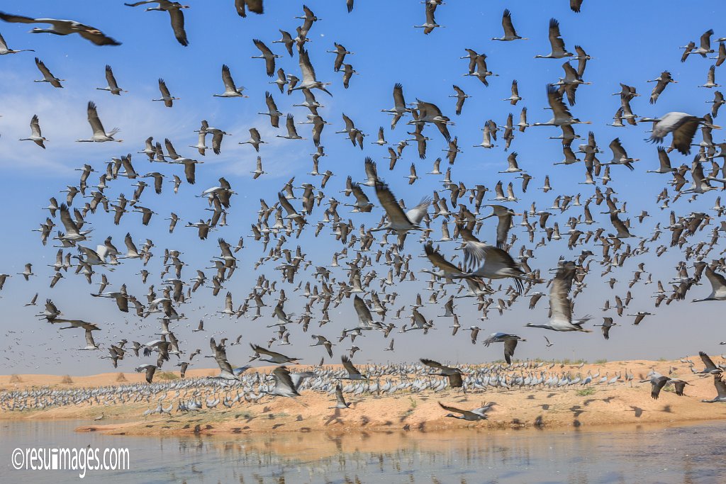 RJ_446.jpg - Khichan, Rajasthan